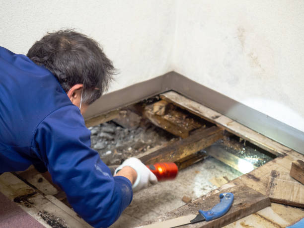 Best Attic Mold Removal  in Danville, PA