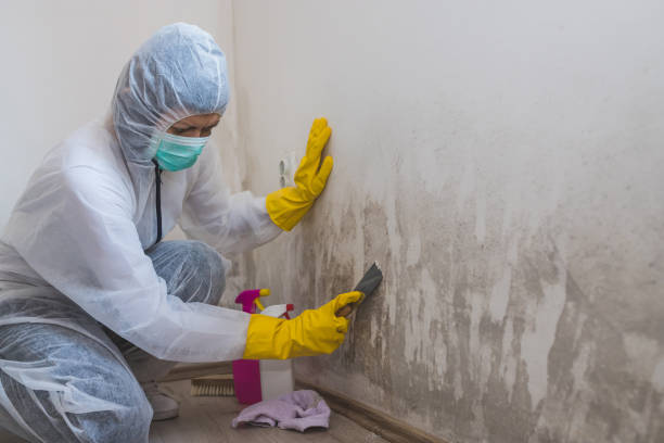 Professional Mold Removal in Danville, PA