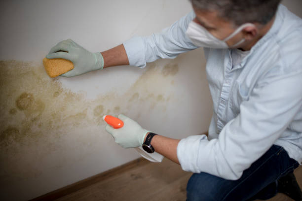 Best Fast Mold Removal  in Danville, PA