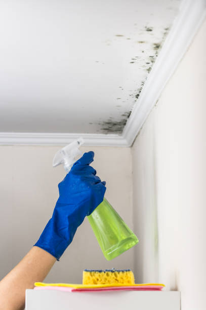 Best Best Mold Removal Companies  in Danville, PA